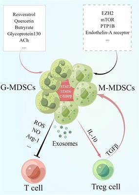 The paradoxical role of MDSCs in inflammatory bowel diseases: From bench to bedside